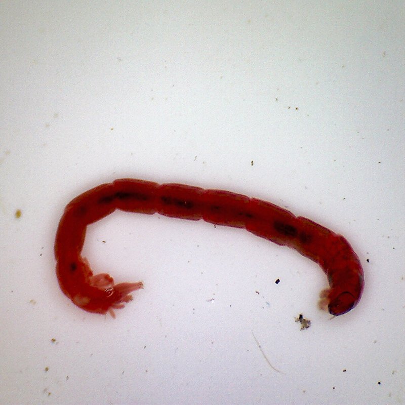 Documenting The Behavior Of Bloodworm With Field Cameras