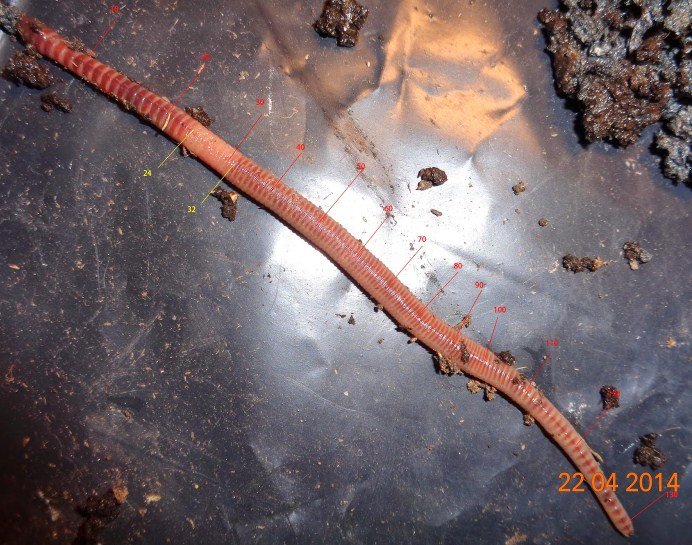 Documenting The Behavior Of Eisenia Hortensis With Field Cameras