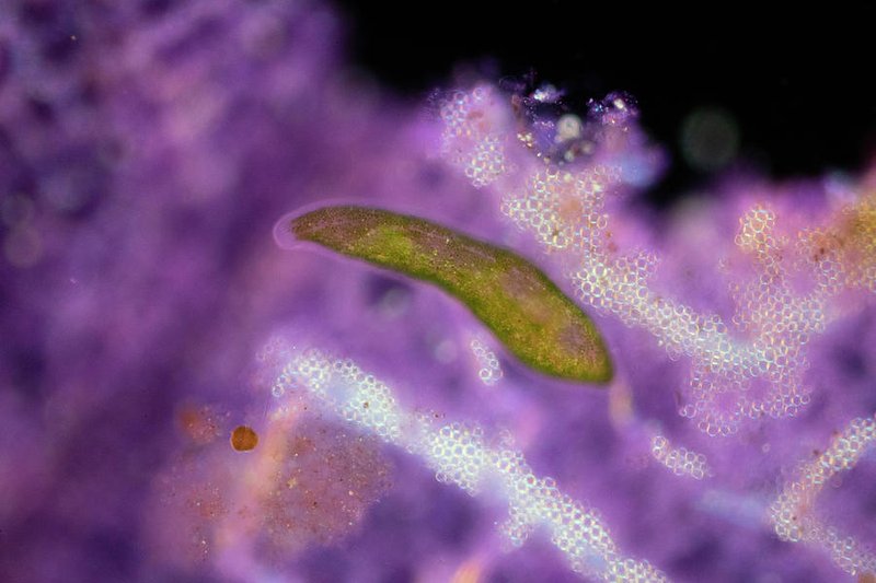 Documenting The Behavior Of Flatworm With Field Cameras
