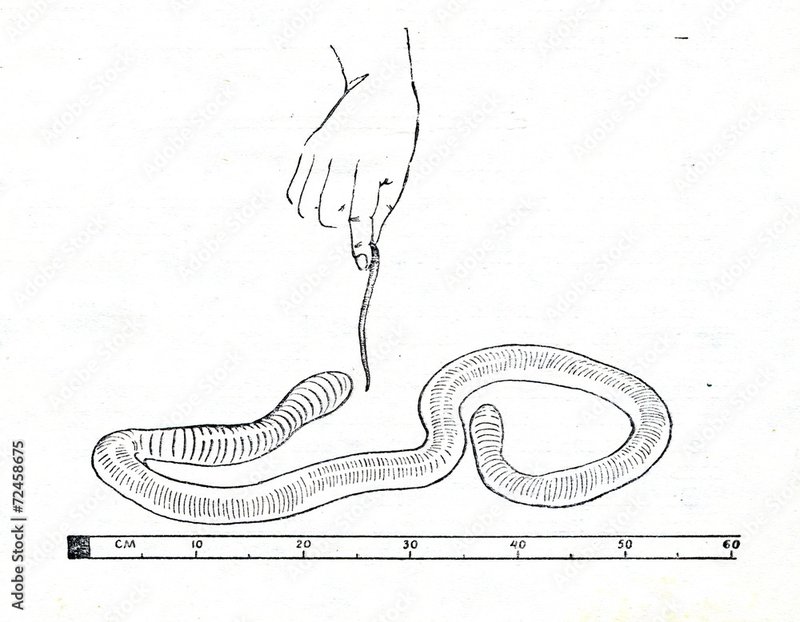 Documenting The Behavior Of Giant Gippsland Earthworm With Field Cameras