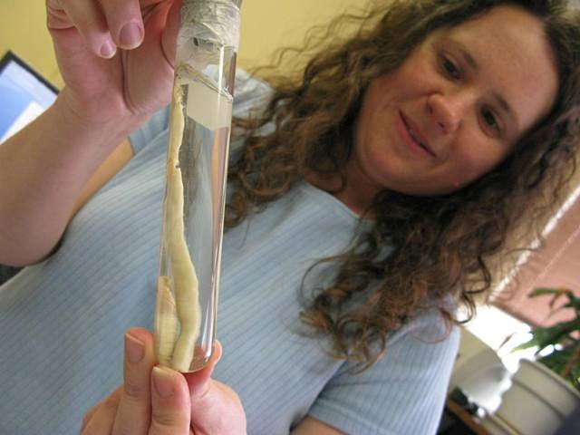 Documenting The Behavior Of Giant Palouse Earthworm With Field Cameras