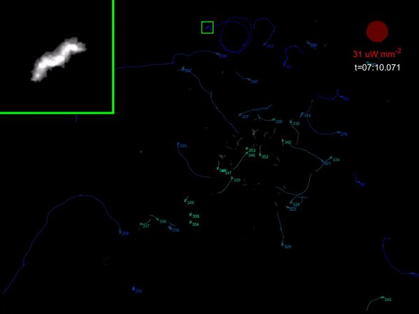 Documenting The Behavior Of Grindal Worm With Field Cameras