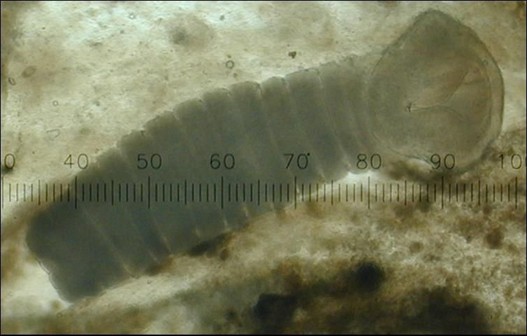 Documenting The Behavior Of Guppy Tapeworm With Field Cameras