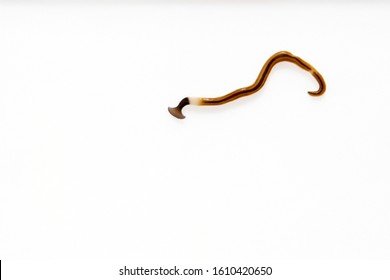 Documenting The Behavior Of Hookworm With Field Cameras