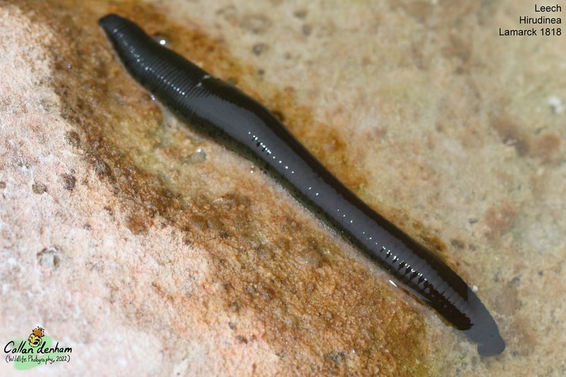 Documenting The Behavior Of Leech With Field Cameras