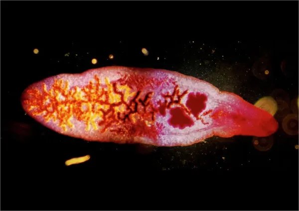 Documenting The Behavior Of Liver Fluke With Field Cameras
