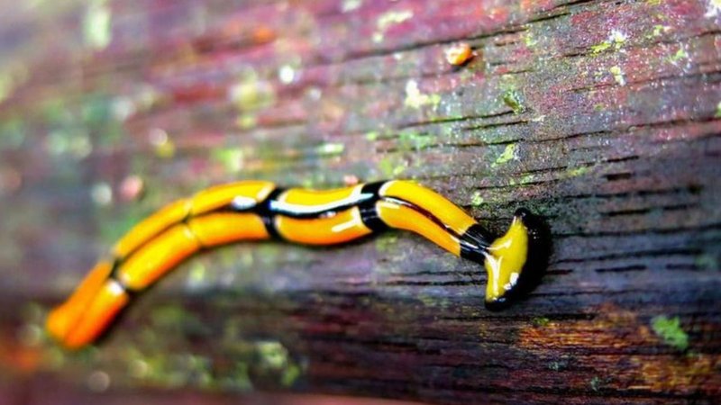 Documenting The Behavior Of Malayan Hammerhead Worm With Field Cameras