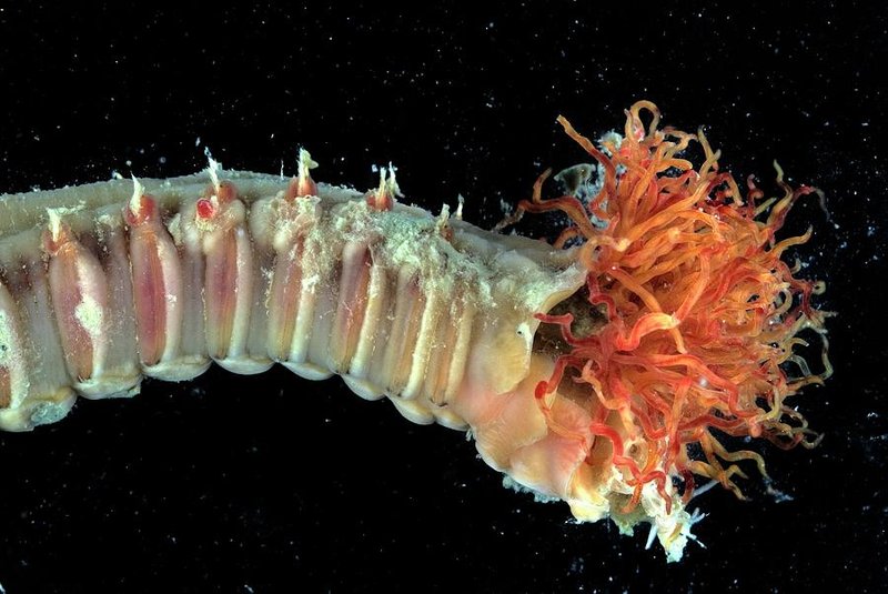 Documenting The Behavior Of Marine Polychaete With Field Cameras