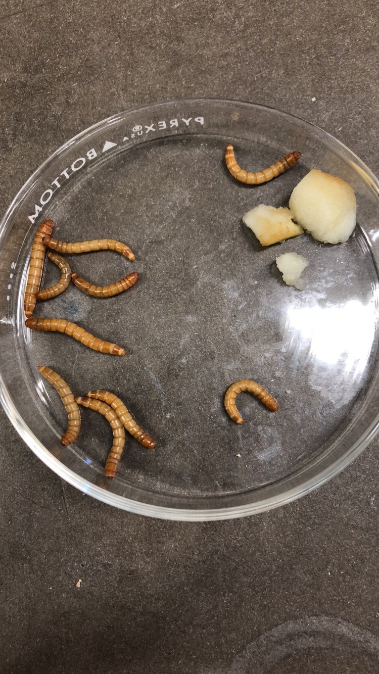 Documenting The Behavior Of Mealworm With Field Cameras