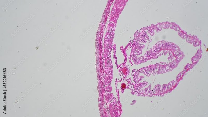 Documenting The Behavior Of Microworm With Field Cameras