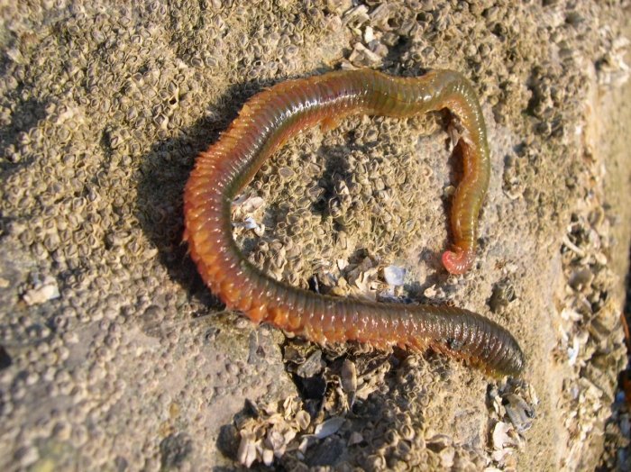 Documenting The Behavior Of Nereis Virens With Field Cameras