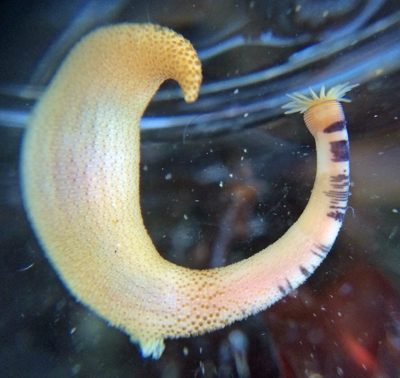 Documenting The Behavior Of Peanut Worm With Field Cameras