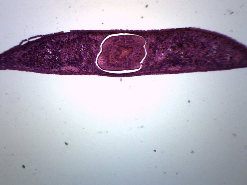 Documenting The Behavior Of Planaria With Field Cameras