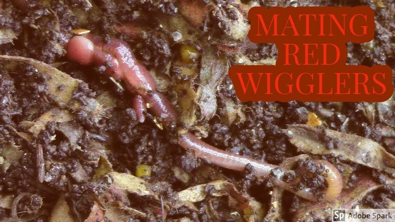 Documenting The Behavior Of Red Wiggler With Field Cameras