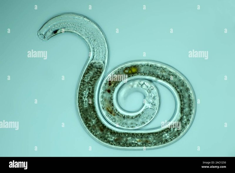 Documenting The Behavior Of Roundworm With Field Cameras