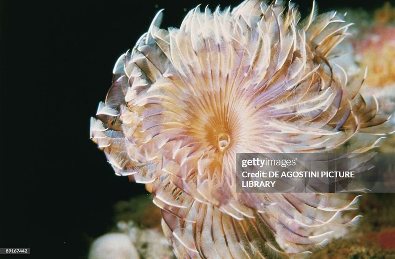 Documenting The Behavior Of Sabellid Fan Worm With Field Cameras