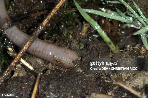 Documenting The Behavior Of Segmented Worm With Field Cameras