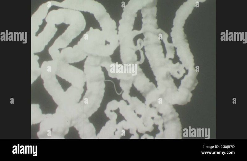 Documenting The Behavior Of Tapeworm With Field Cameras