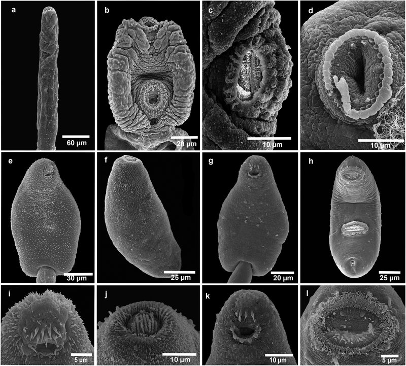 Documenting The Behavior Of Trematode With Field Cameras
