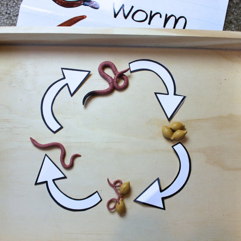 Documenting Wolf Worm Life Cycle For Field Study