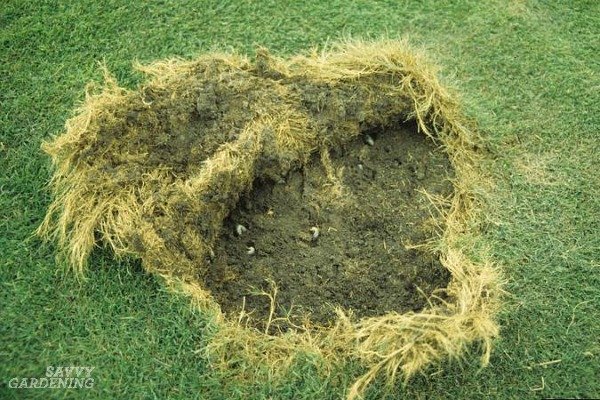 Does Overwatering Encourage Grub Worm Activity?