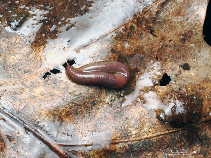 Earthworm Activity Across Seasons