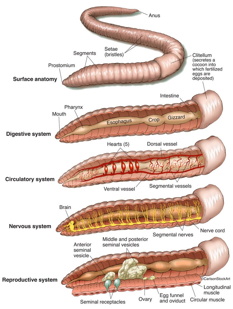 Earthworm Anatomy: Segments, Setae, And Gizzards