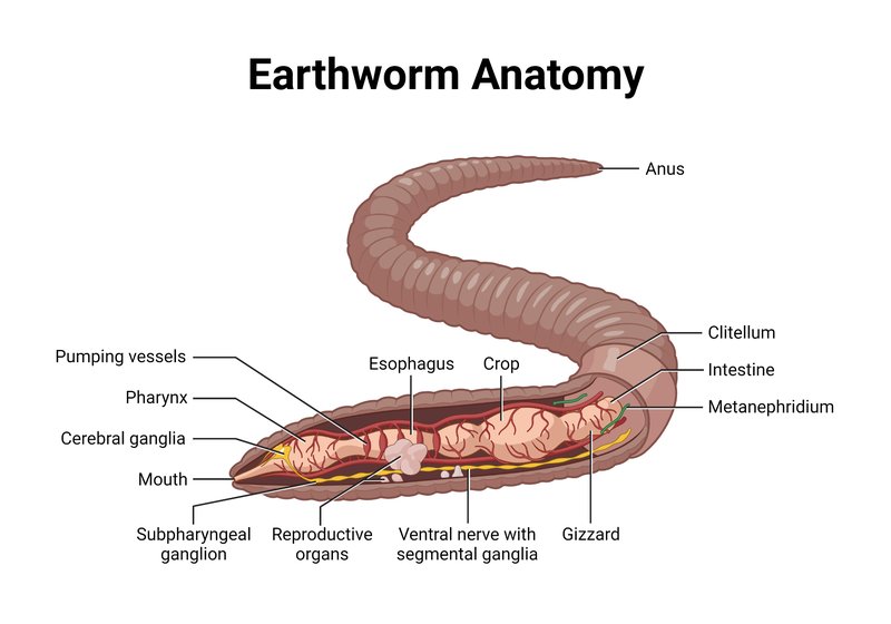 Earthworm Anatomy: Segments, Setae, And Gizzards