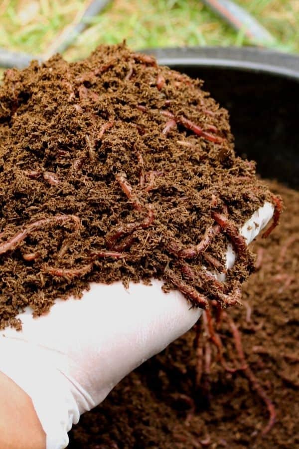 Earthworm Casting: Nature’S Perfect Fertilizer