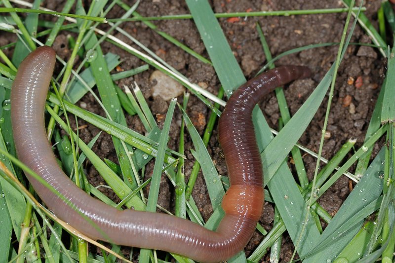 Earthworm Castings Vs. Synthetic Fertilizers