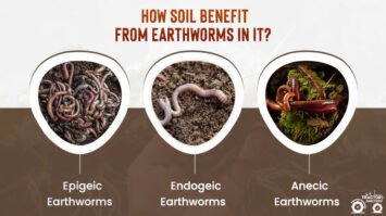 Earthworms And Soil Erosion Prevention