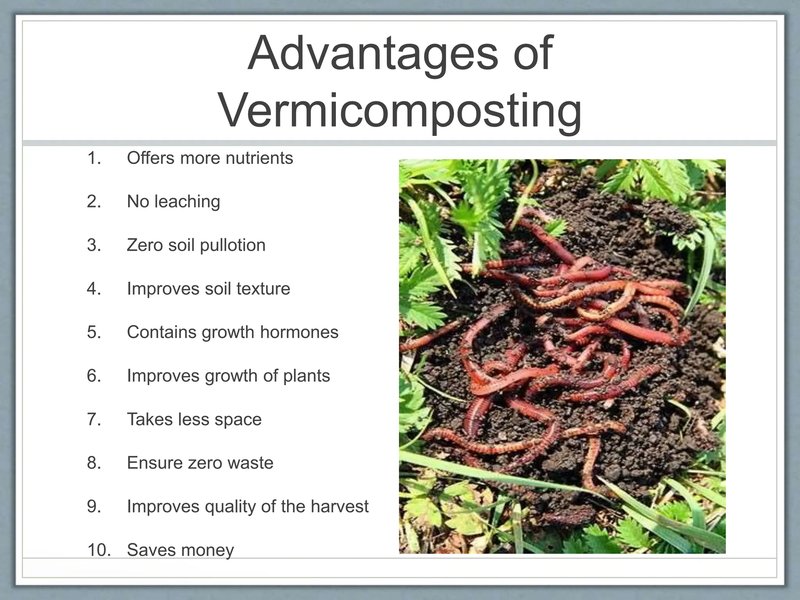 Earthworms And Their Role In Vermicomposting