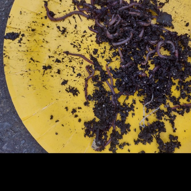 Earthworms And Their Role In Vermicomposting