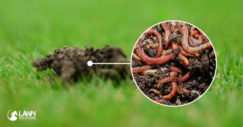 Earthworms In Lawn Care: Benefits And Myths