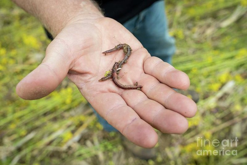 Earthworms In No-Till Farming Systems