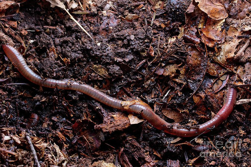 Earthworms In Wetlands And Riparian Zones