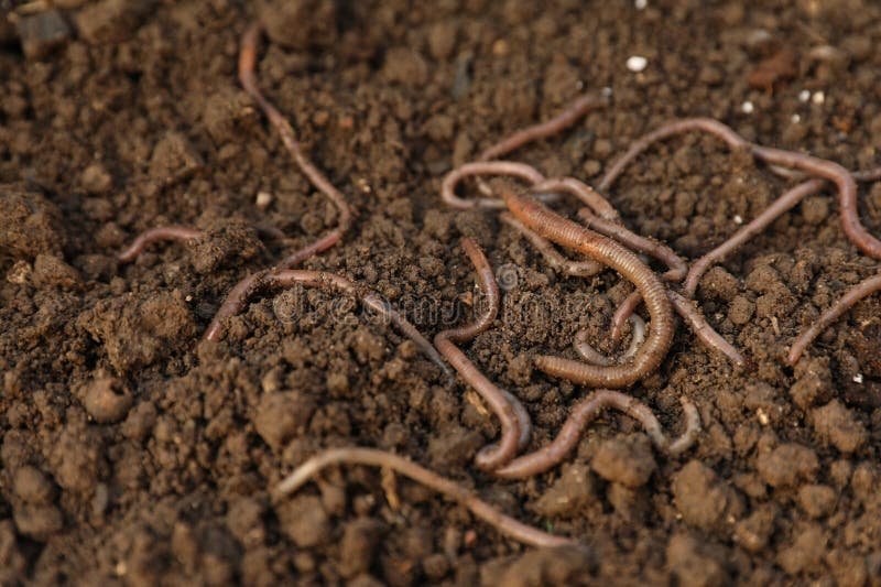 Earthworms In Wetlands And Riparian Zones