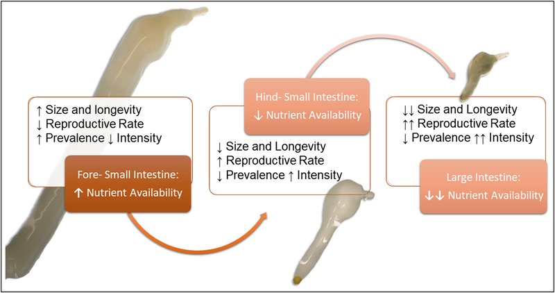 Ecological Benefits And Drawbacks Of Acanthocephala Populations
