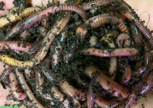 Ecological Benefits And Drawbacks Of Eisenia Hortensis Populations