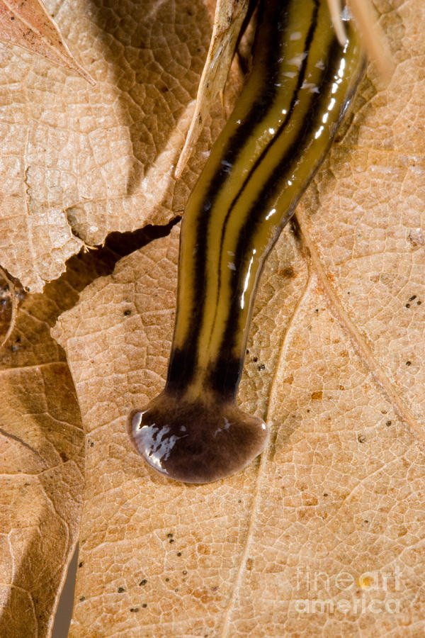 Ecological Benefits And Drawbacks Of Flatworm Populations