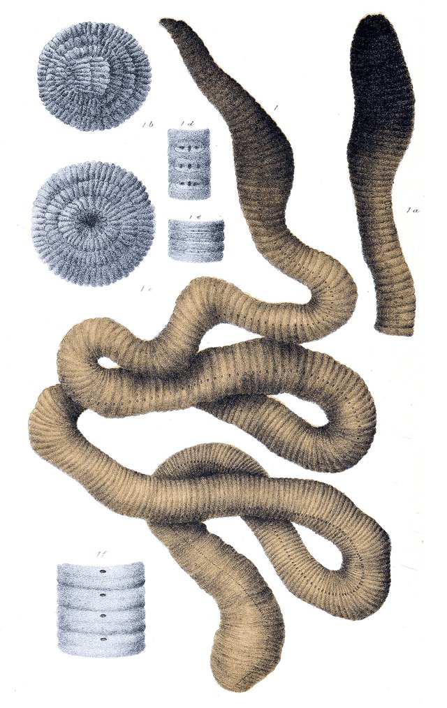 Ecological Benefits And Drawbacks Of Giant Gippsland Earthworm Populations