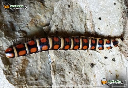 Ecological Benefits And Drawbacks Of Glowworm (Insect) Populations