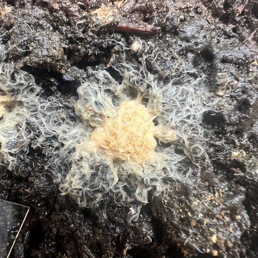 Ecological Benefits And Drawbacks Of Grindal Worm Populations