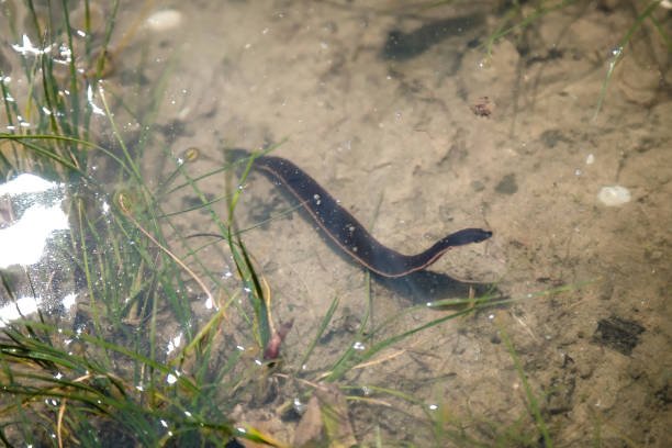Ecological Benefits And Drawbacks Of Leech Populations