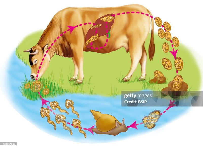 Ecological Benefits And Drawbacks Of Liver Fluke Populations