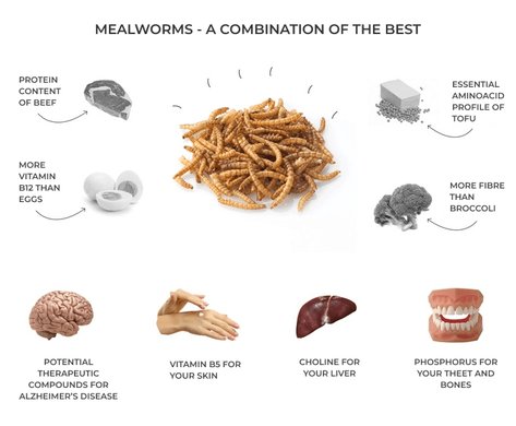 Ecological Benefits And Drawbacks Of Mealworm Populations