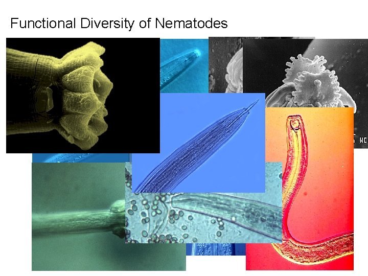 Ecological Benefits And Drawbacks Of Nematomorph Populations