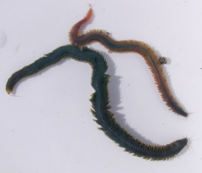 Ecological Benefits And Drawbacks Of Nereis Virens Populations