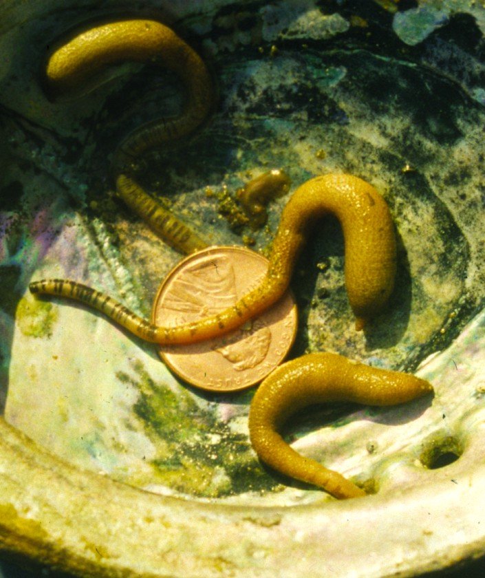 Ecological Benefits And Drawbacks Of Peanut Worm Populations
