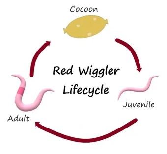 Ecological Benefits And Drawbacks Of Red Wiggler Populations